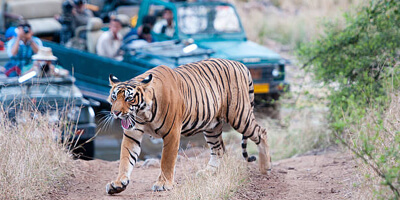 jaipur to ranthambore