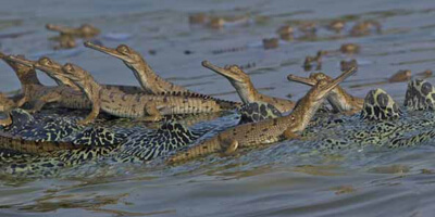 national chambal gharial sanctuary