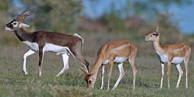 gajner-wildlife-sanctuary