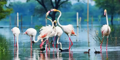 jaipur-to-bharatpur-bird-sanctuary-taxi