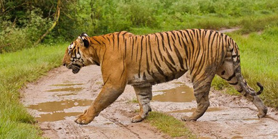 keoladeo-ghana-national-park